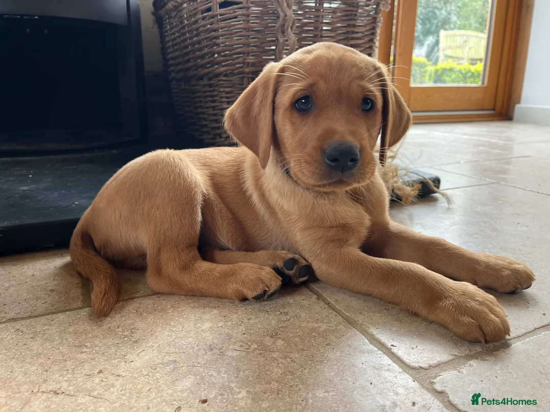 Labrador Retriever dogs for sale: KC reg 7 week old Fox Red Puppy - Advert 2