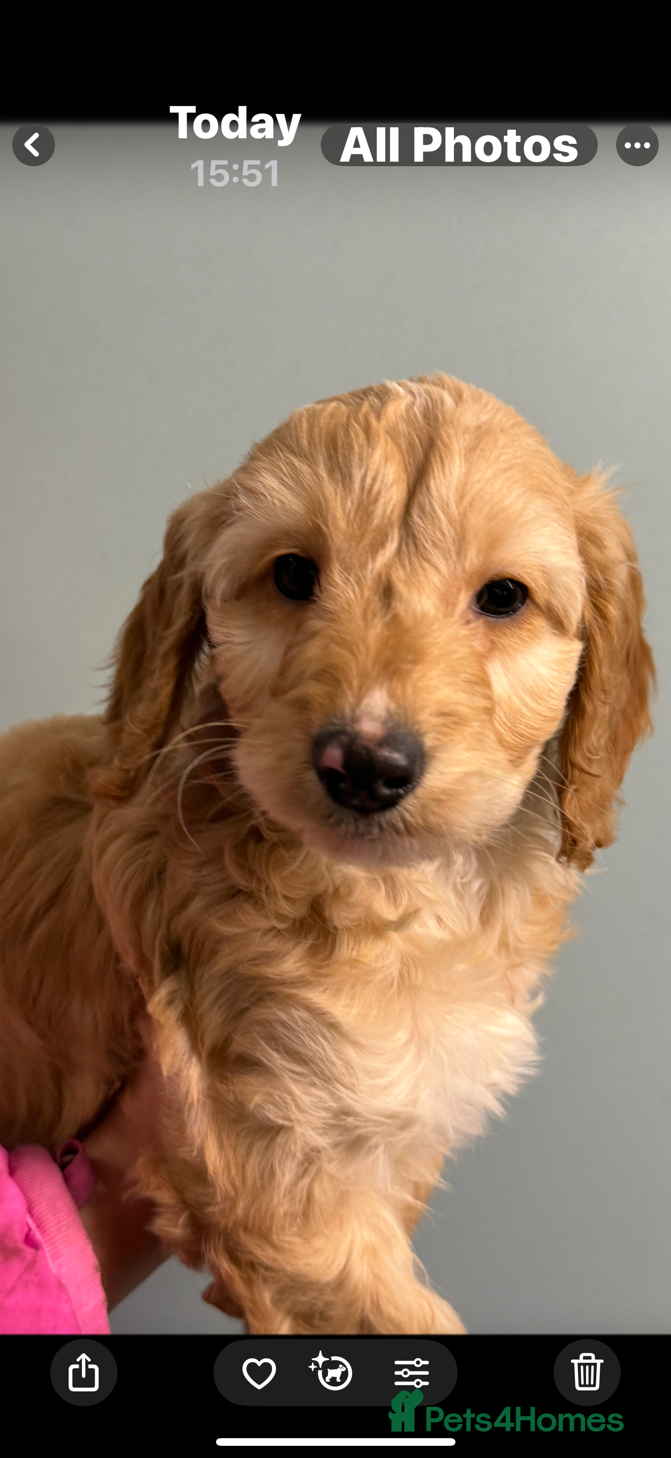 Cockapoo dogs READY NOW F1b cracking cockapoos  - Advert 4