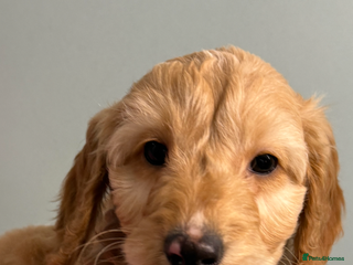 Cockapoo dogs READY NOW F1b cracking cockapoos - Advert 4