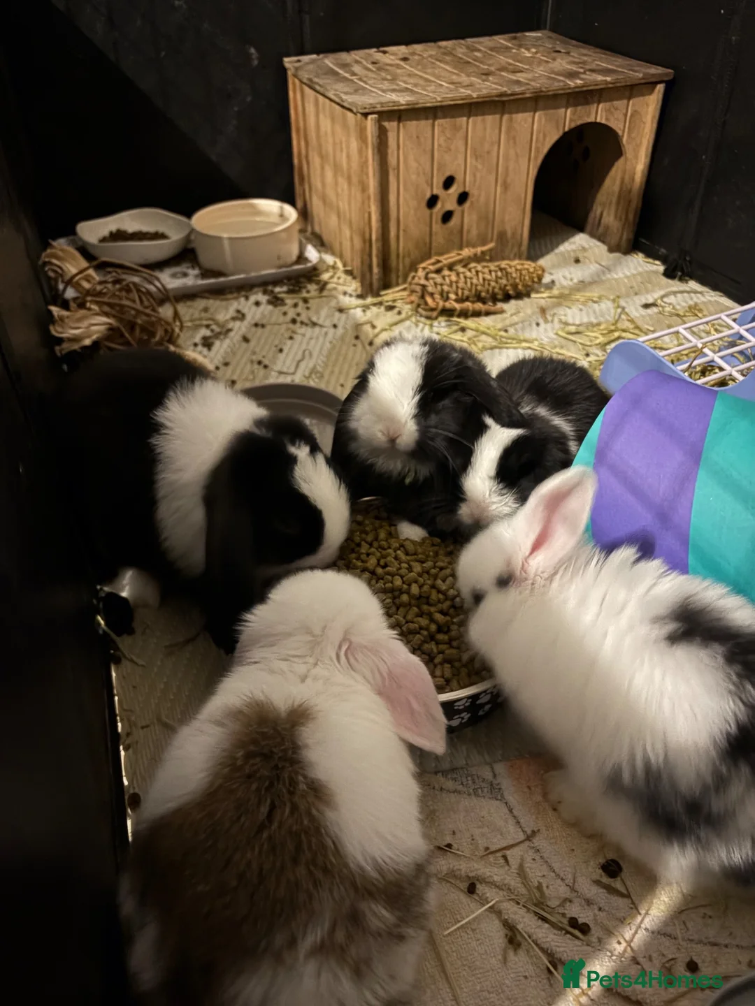 Mini Lop rabbits for sale: Baby purebred mini lops - Advert 2