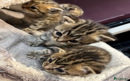 Persian cats for sale: Persian mother tabby daddy - Image 1