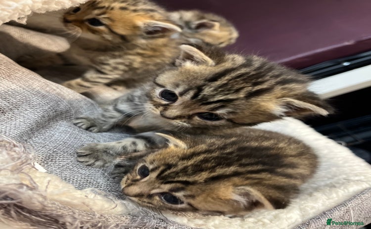 Persian cats - Advert 2