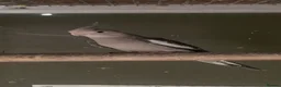 Cockatiels birds for sale: 2026 Young ALBINO / PIED /GREY Cockatiels  - Advert 23