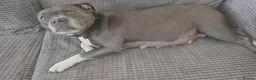 Staffordshire Bull Terrier dogs for sale: Staffordshire bull terrier {Blue} - Advert 9