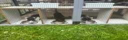 Mixed Breed cats for sale: 3 male kittens - Advert 1