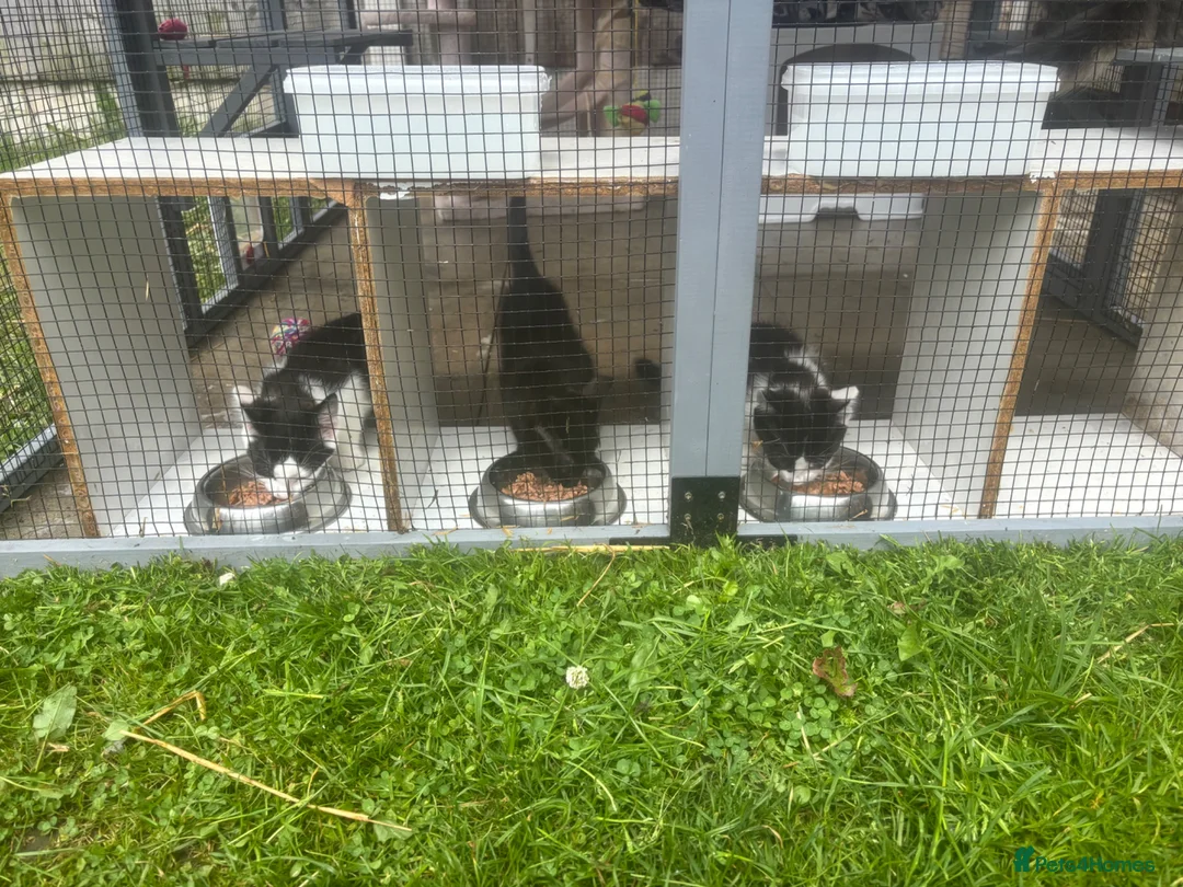 Mixed Breed cats for sale: 3 male kittens - Advert 1