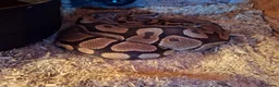 Python Snake reptiles for sale: royal python 'Bert' in Fareham - Advert 4