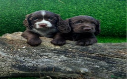 Cocker Spaniel dogs for sale: WORKING dna clear cocker spaniels  - Image 7
