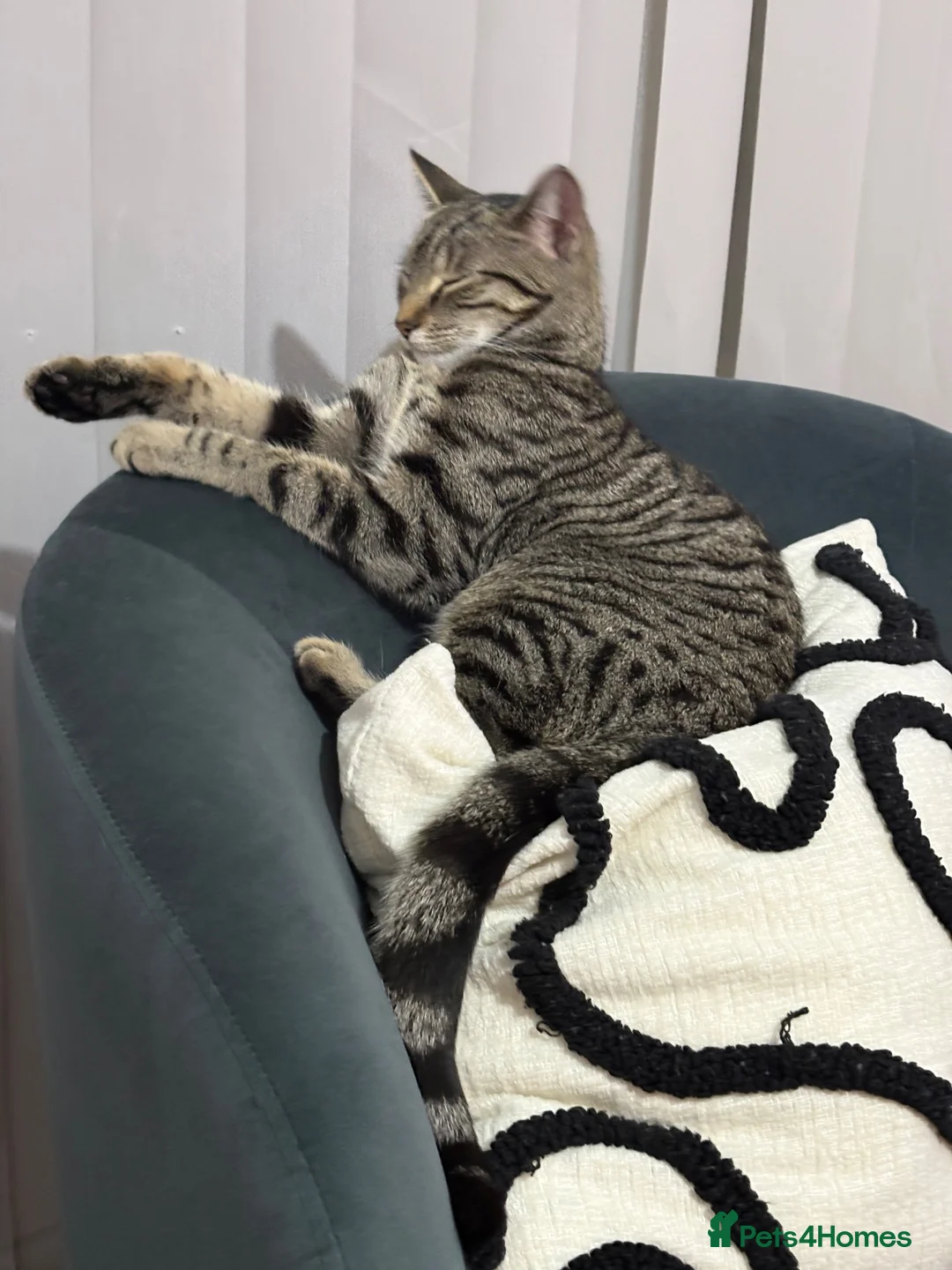 Mixed Breed cats for sale: Tabby short hair domestic  in Dagenham - Advert 4