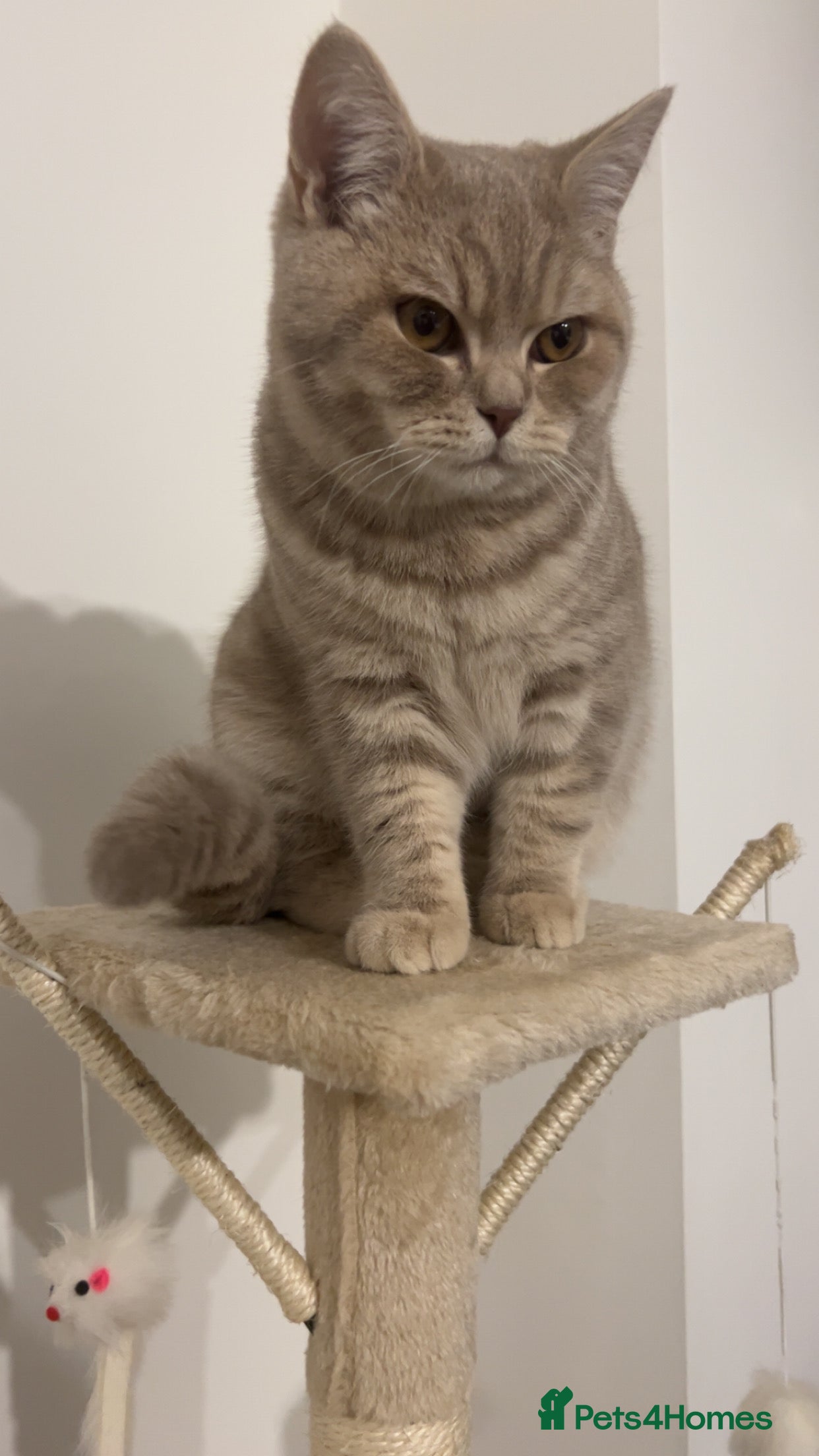 British Shorthair cats Cream/Beige BSH kitten - Advert 1