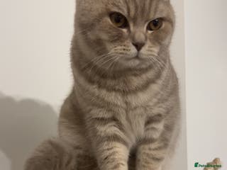 British Shorthair cats Cream/Beige BSH kitten - Advert 8
