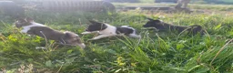 Akita dogs for sale: Akita Puppies  in Buxton - Advert 2