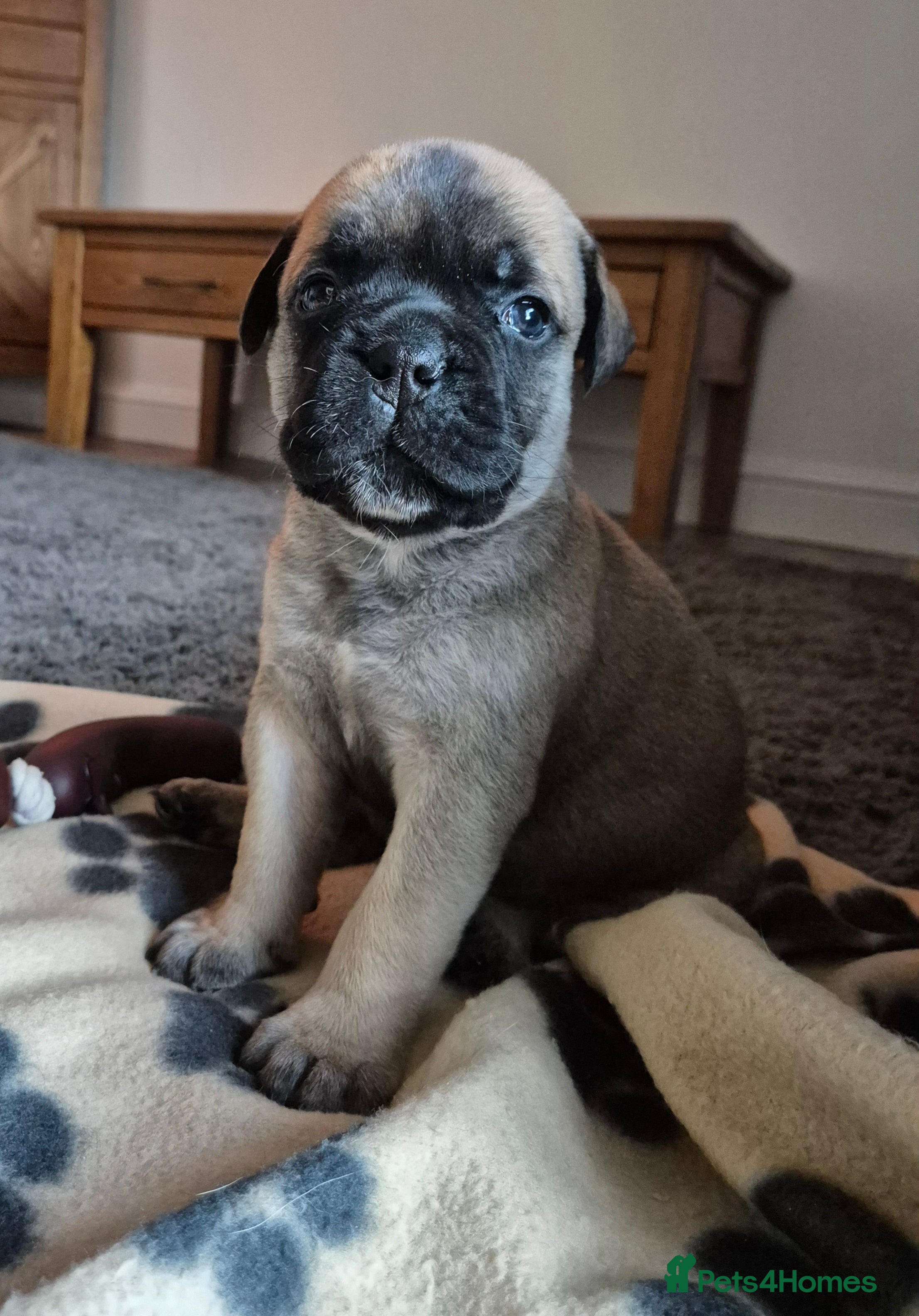Bullmastiff dogs Beautiful Bullmastiff Puppies  - Advert 6