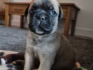 Bullmastiff dogs Beautiful Bullmastiff Puppies - Advert 6