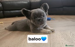 French Bulldog dogs for sale: French bulldog pups  - Image 15