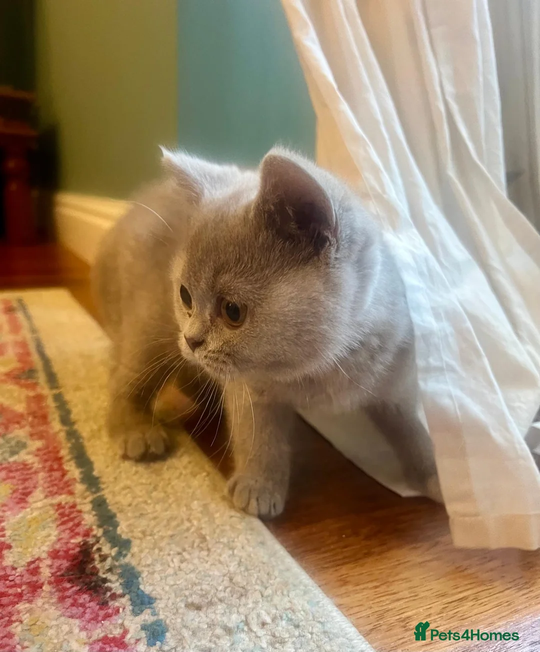 British Shorthair cats for sale: British shorthair females ready to leave soon GCCF - Advert 11