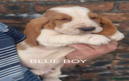Basset Hound dogs for sale: KC BASSET HOUND PUPPIES, HEALTH TESTED PARENTS  - Image 2