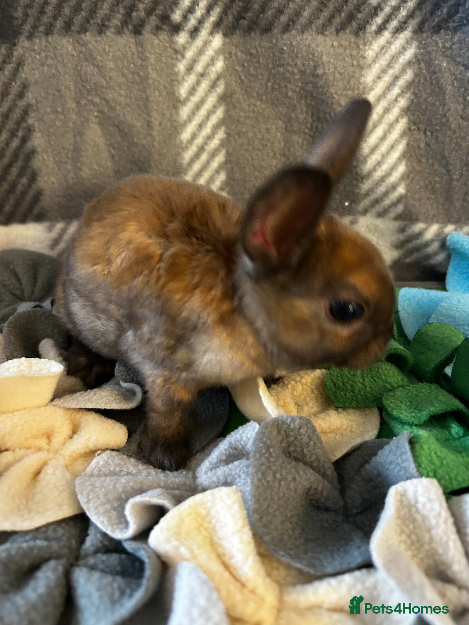 Mixed Breed rabbits for sale: Adorable baby rabbits ready for sale now - Advert 13