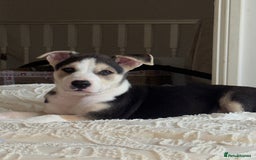 Mixed Breed dogs for sale: Need forever home ❤️ - Image 3