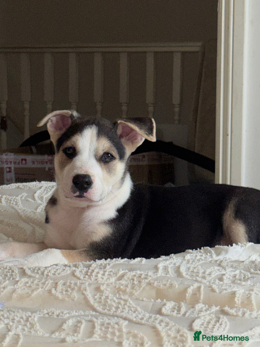 Mixed Breed dogs for sale: Need forever home ❤️ - Image 3