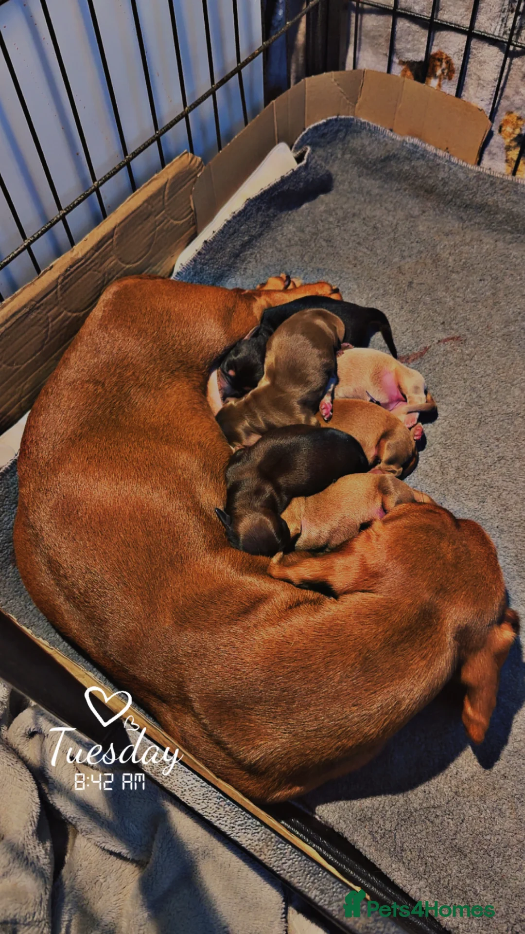 Miniature Dachshund dogs for sale: Beautiful mini dachshunds - Advert 1