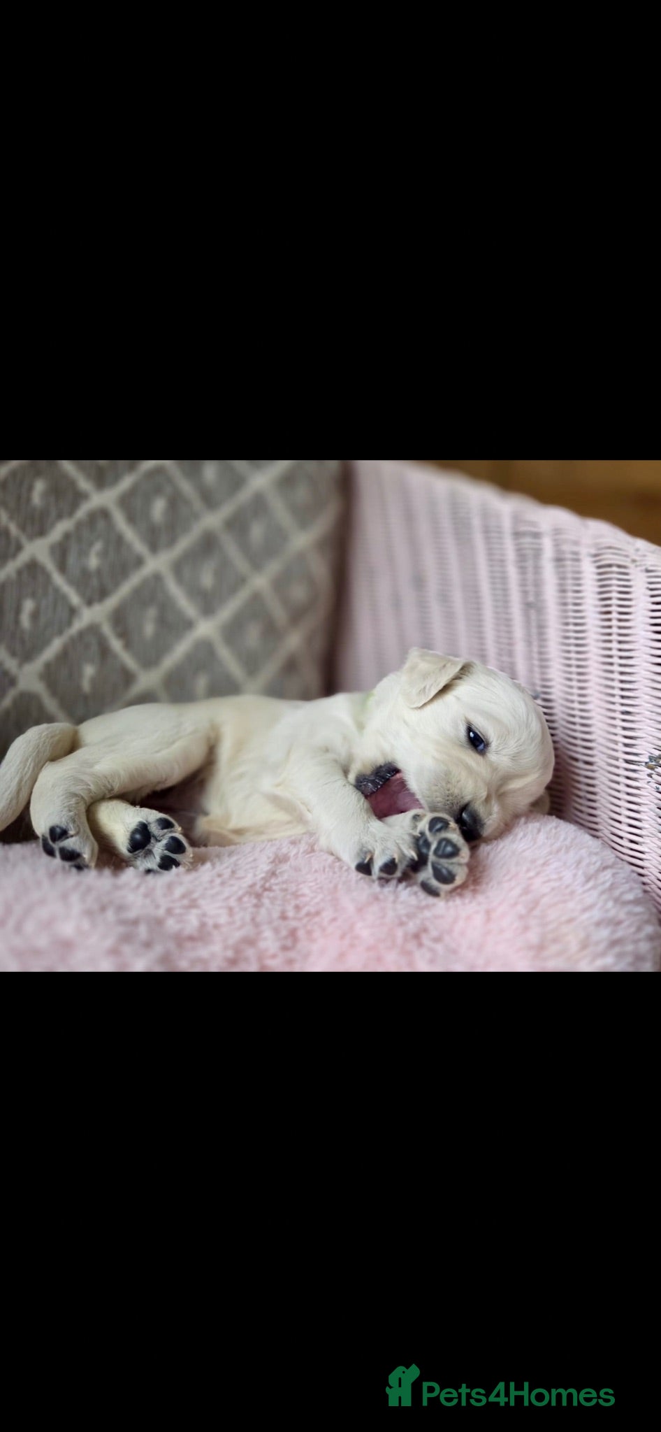 Golden Retriever dogs KC registered, health checked golden retrievers  - Advert 1