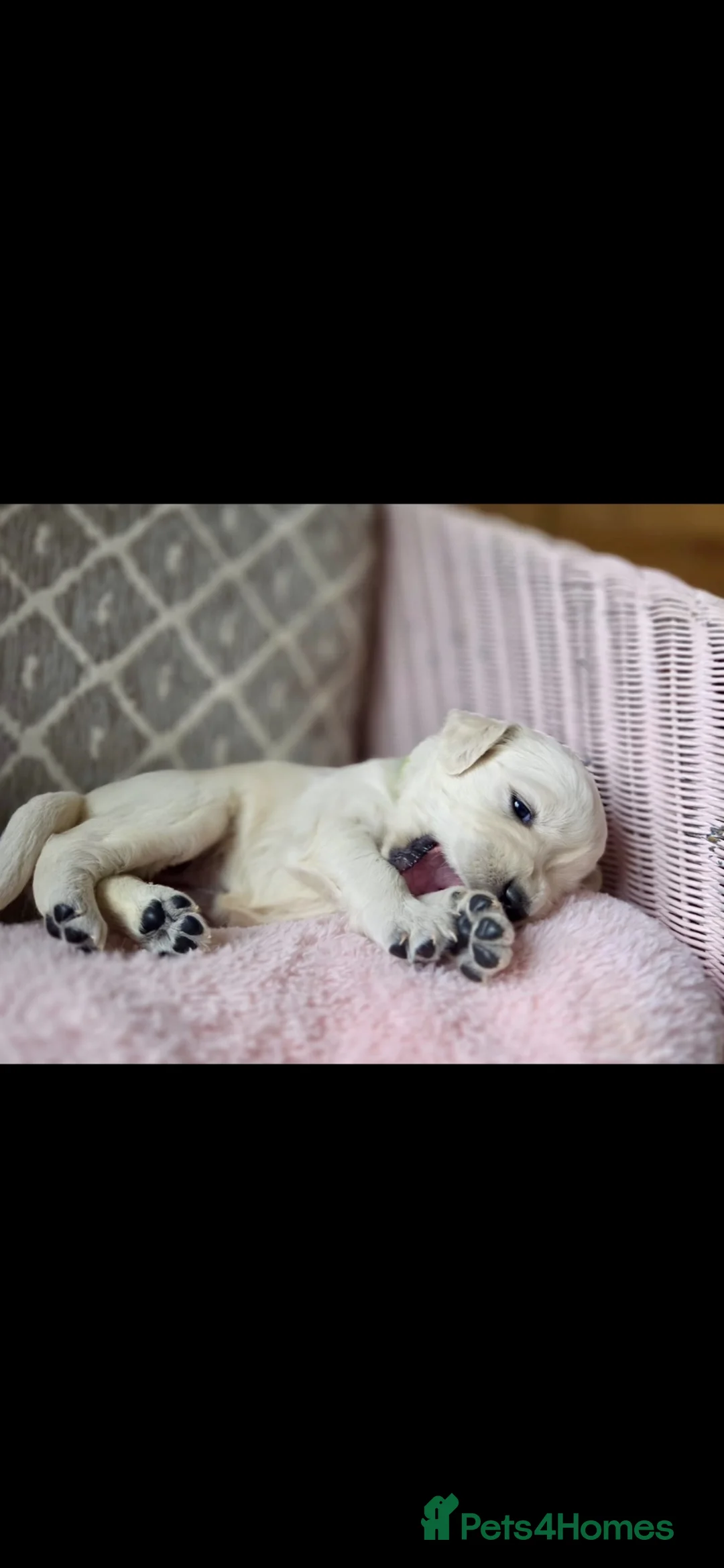 Golden Retriever dogs for sale: KC registered, health checked golden retrievers  - Advert 1