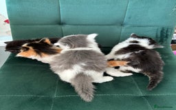British Longhair cats for sale: Fluffy little angels  - Image 2