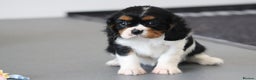Cavalier King Charles Spaniel dogs for sale: Cavalier King Charles Puppies for sale - Advert 27