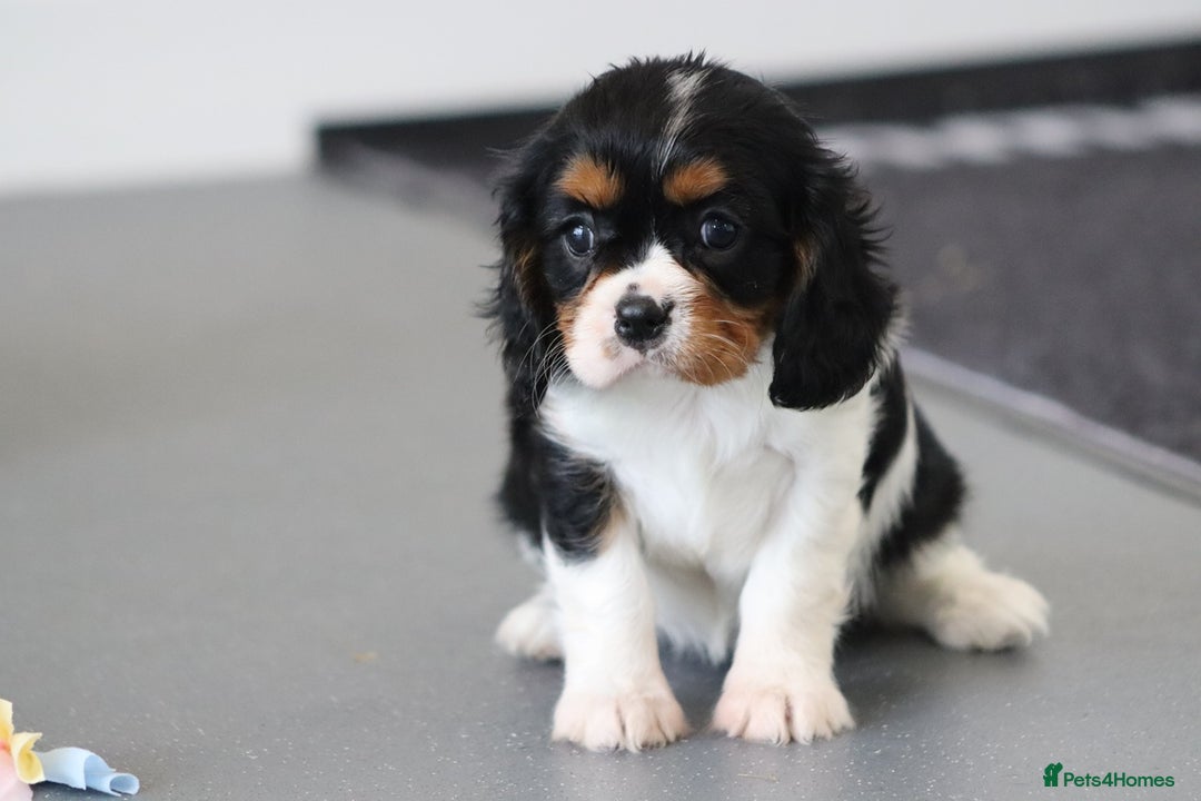 Cavalier King Charles Spaniel dogs for sale: Cavalier King Charles Puppies for sale - Advert 27