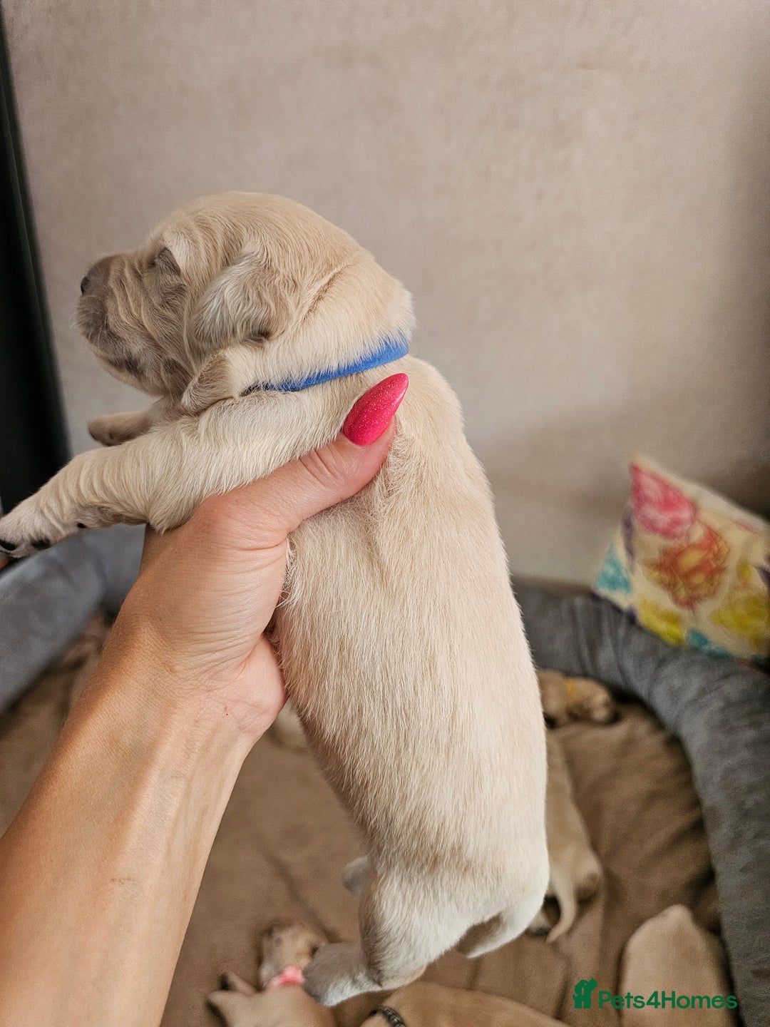 Golden Retriever dogs for sale: Lovely Golden Retriever puppies ❤️  - Image 22