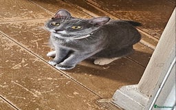 British Shorthair cats for sale: British shorthair mix kittens 4 sale £25 - Image 2