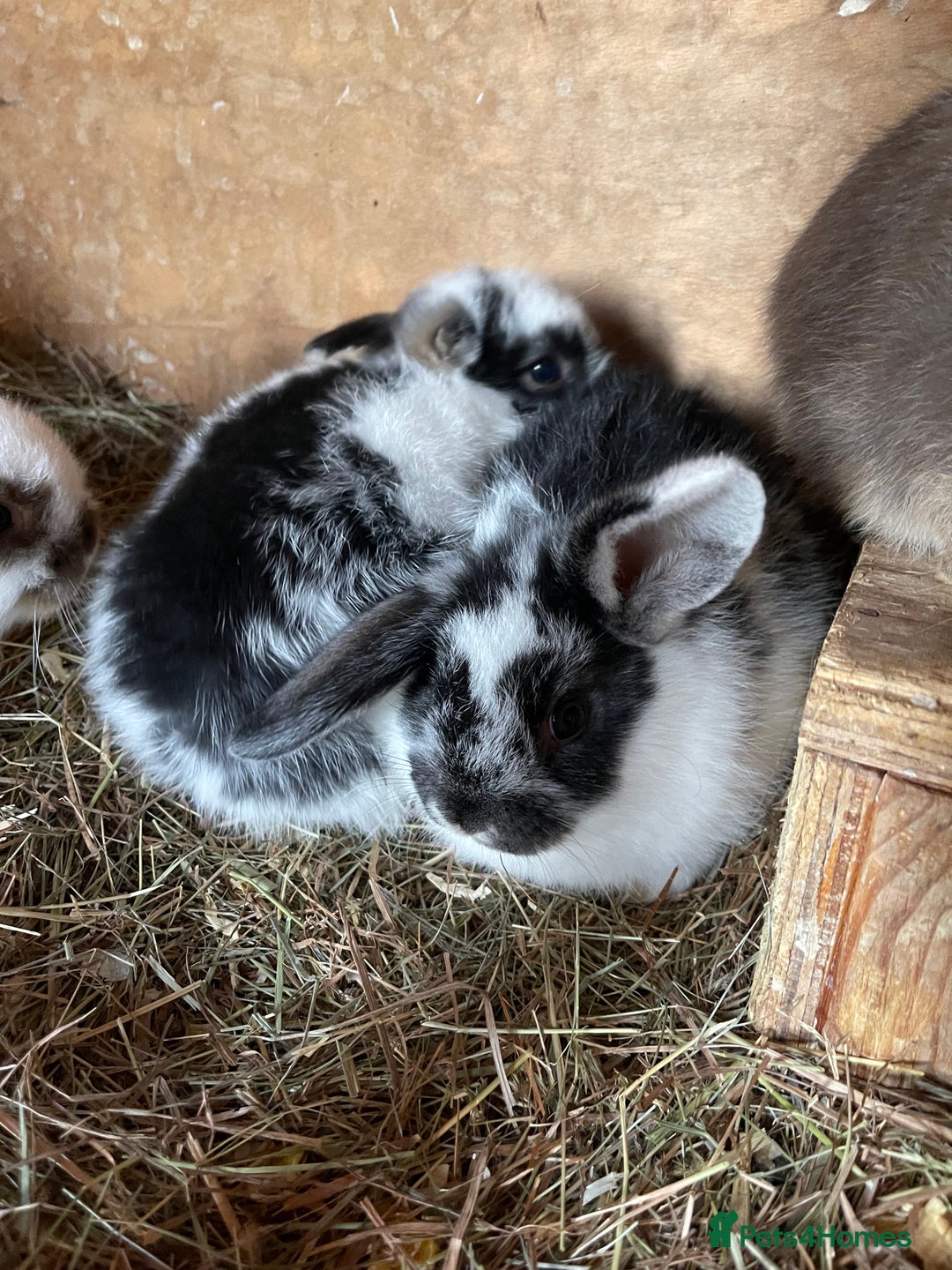Mini Lop rabbits for sale: 4 lovely mini lop rabbits - Advert 10