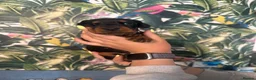 Dobermann dogs for sale: INTERNATIONAL CHAMPION EUROPEAN DOBERMANNS  - Advert 5