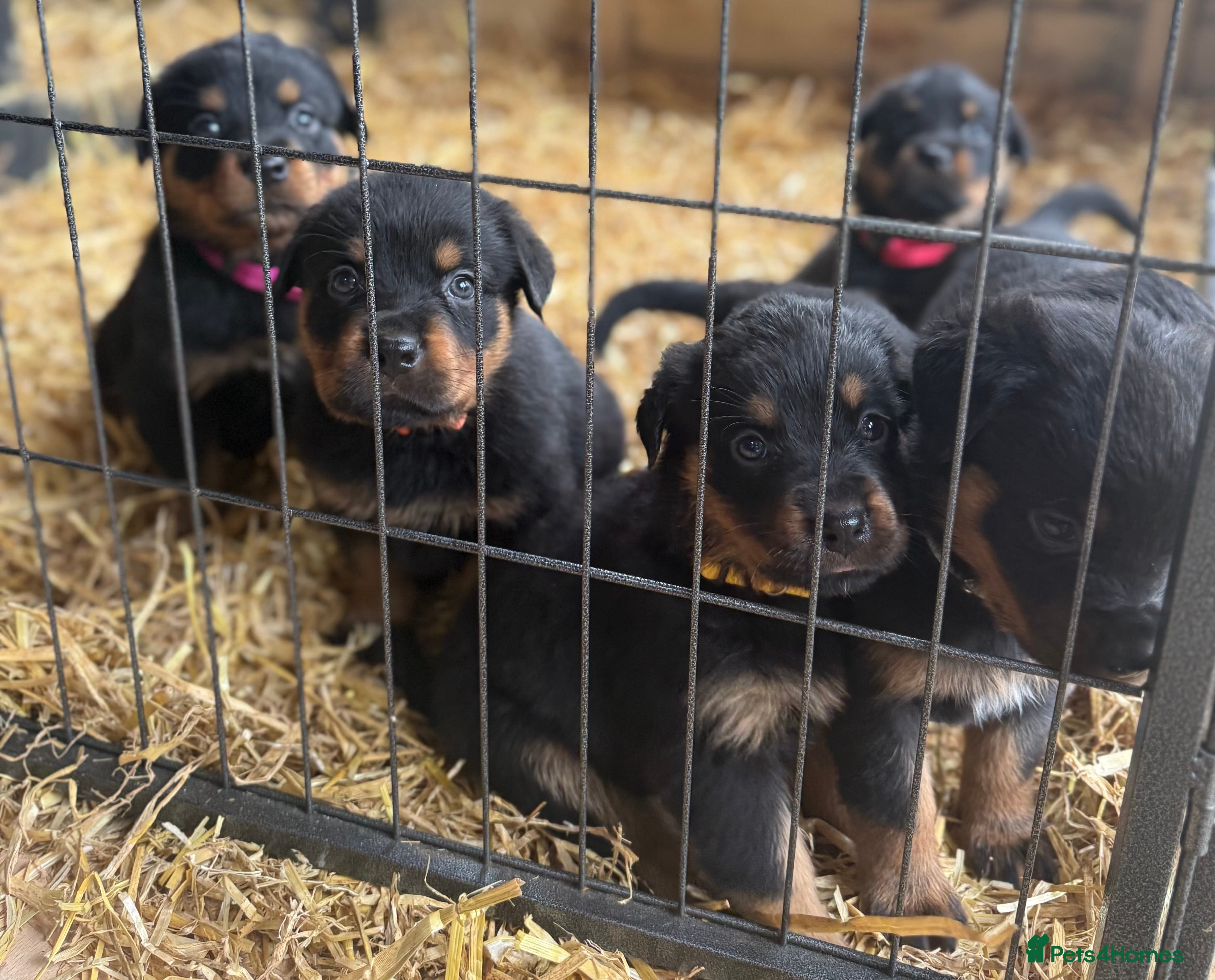 Rottweiler dogs Rottweiler pups ready to reserve.  - Advert 6