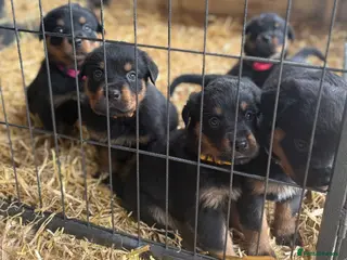 Rottweiler dogs Rottweiler pups ready to reserve. - Advert 6