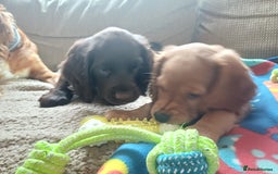 Cocker Spaniel dogs for sale: *Ready now*Stunning working cocker spaniel puppies - Image 7