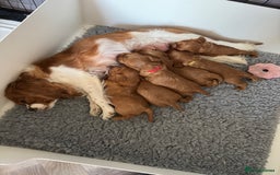 Cavalier King Charles Spaniel dogs for sale: Beautiful Ruby Cavalier King Charles Pups  - Image 2