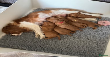 Cavalier King Charles Spaniel dogs - Advert 8