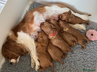 Cavalier King Charles Spaniel dogs - Advert 8