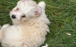 Bichon Frise dogs for sale: Dogs  - Image 9