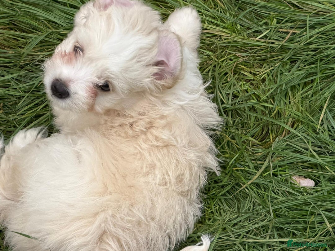 Bichon Frise dogs for sale: Dogs  - Image 9