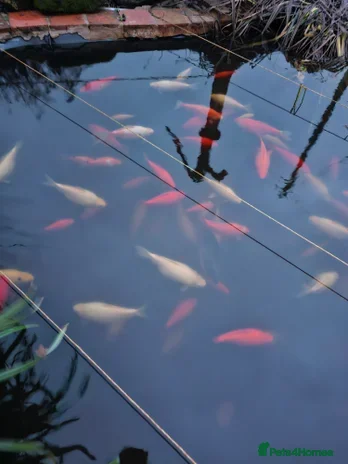 Other/Mixed Breed fish 4 left from emptying pond.  - Advert 16