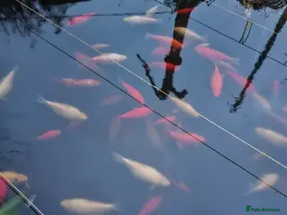 Other/Mixed Breed fish 4 left from emptying pond. - Advert 16