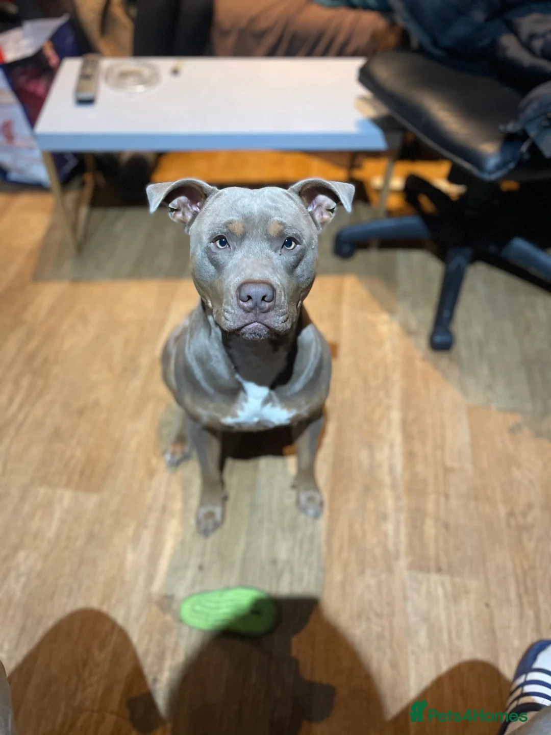 American Bull Staffy dogs for stud: Chance For Stud  - Advert 1