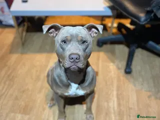 American Bull Staffy dogs Chance For Stud - Advert 4