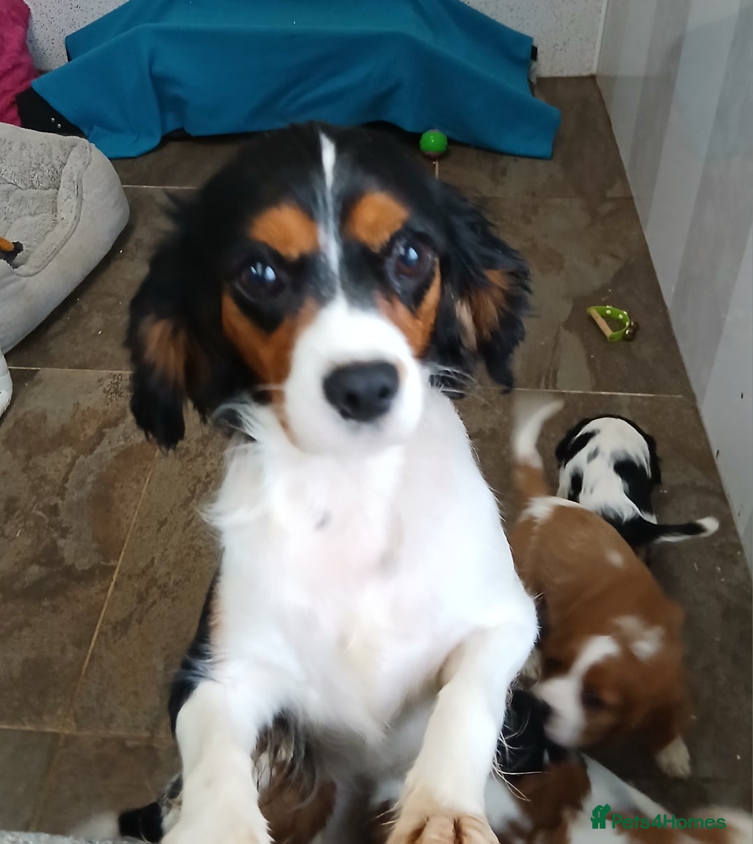 Cavalier King Charles Spaniel dogs for sale: READY NOW Gorgeous puppies - Advert 4