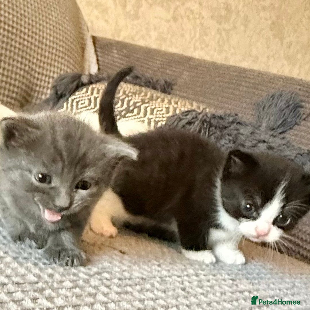 Mixed Breed cats for sale: 4 Lovely Kittens Almost Ready For Adoption - Advert 3