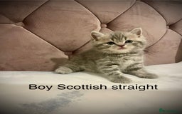 Scottish Fold cats for sale: Selling Adorable Scottish Fold & Straight Kittens - Image 5