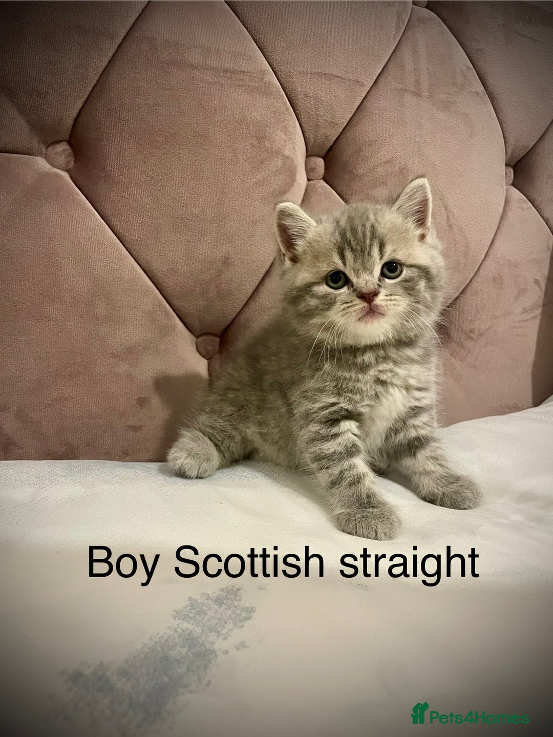 Scottish Fold cats for sale: Selling Adorable Scottish Fold & Straight Kittens - Image 5